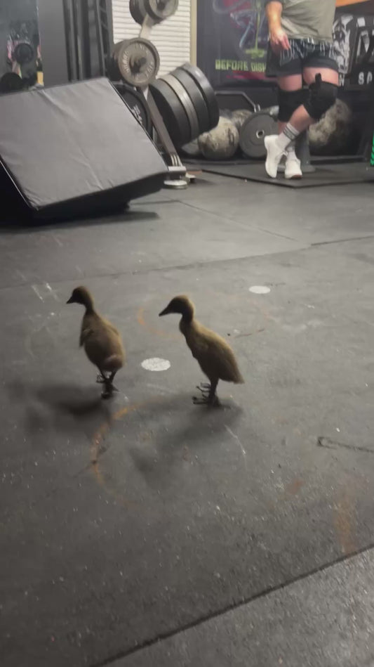 Duckling Gets Zoomies in a Gym