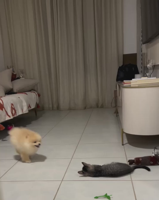 Puppy Zoomies Gone Too Far — Cat Not Impressed