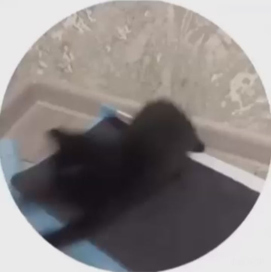 Kitten Dramatically “Plays Dead” After Being Picked Up