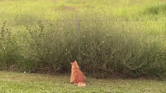 Cat Admires Butterflies in Garden