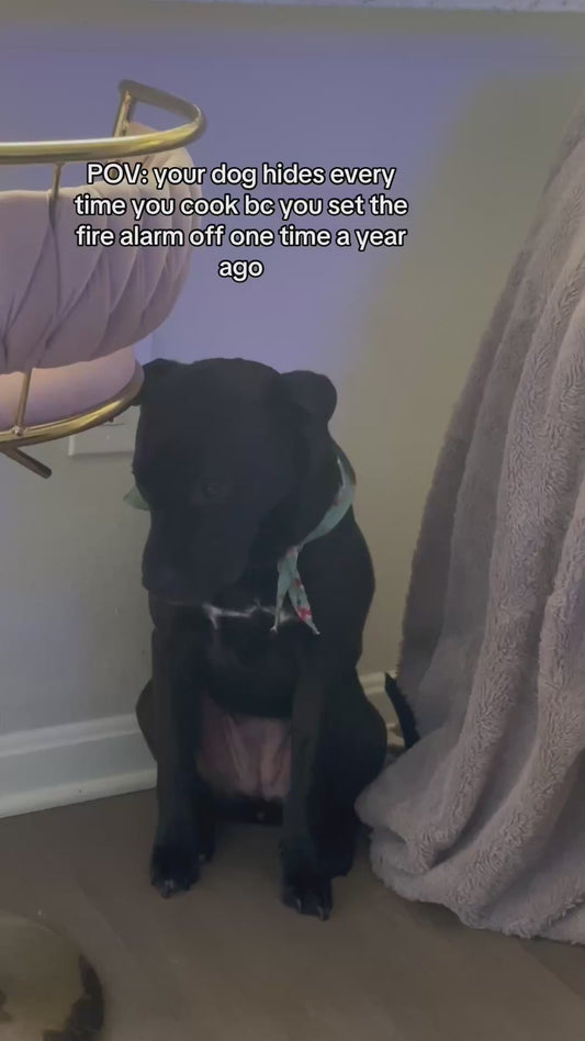 Dog Still Traumatised From Cooking Incident