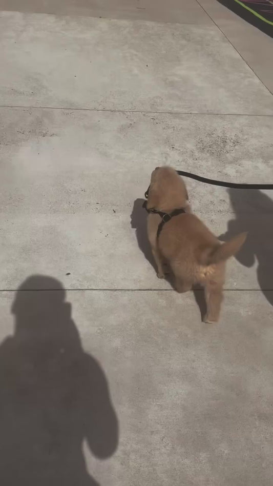 Golden Retriever Puppy Holds His Leash in His Mouth