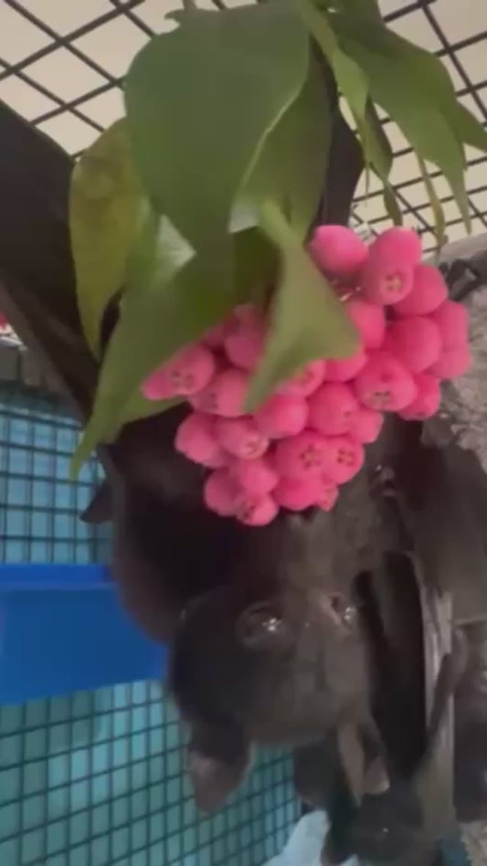 Fruit Bat Eats Berries