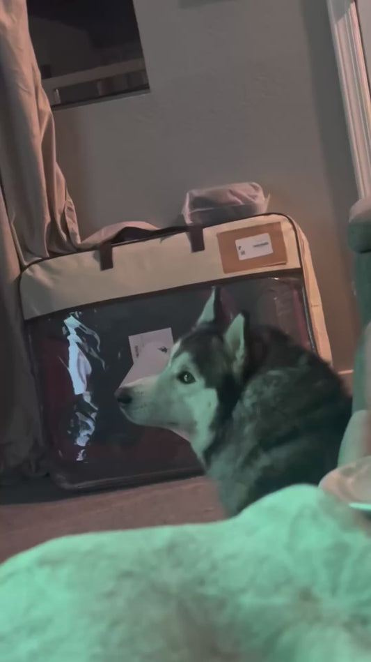 Husky Left Speechless by Silly Cat Video on TV