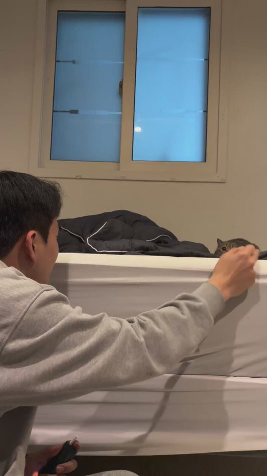 Kitten Gets Sad After Being Flipped Off by its Owner