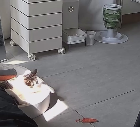 Cat's Hilarious Failed Attempt to Get Up