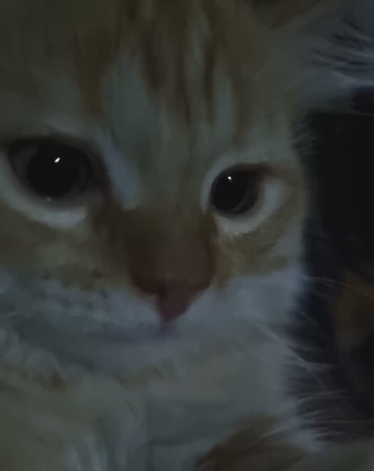 Cat Appears to Tear Up After Reuniting With Her Owner