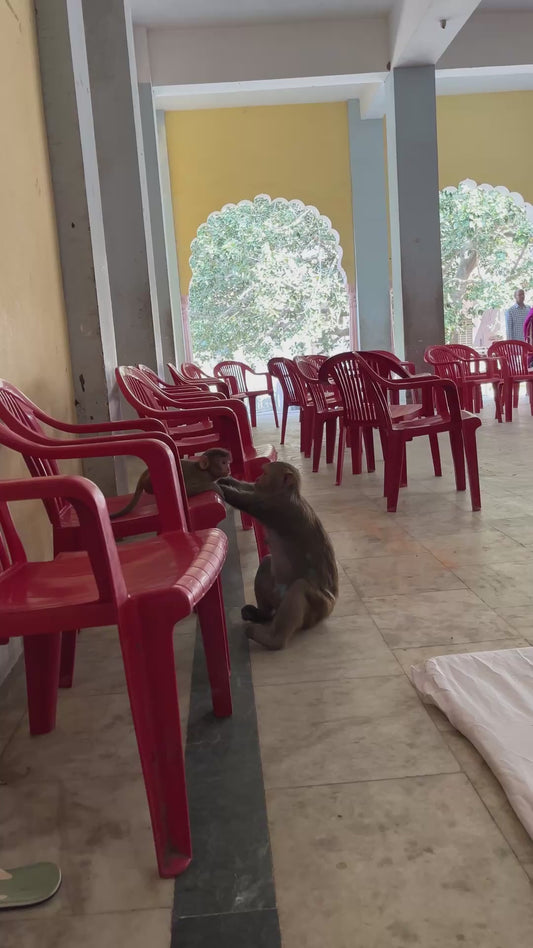 Monkey Mother Still Cares for Her Child Despite Lacking Hands