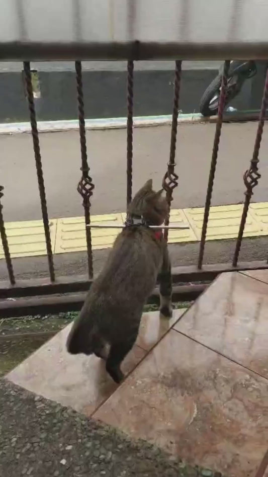 Owner Attaches a Stick to Their Cat to Stop it Escaping