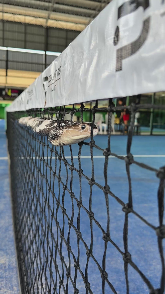 Chinese Cobra Slithers Through Padel Net