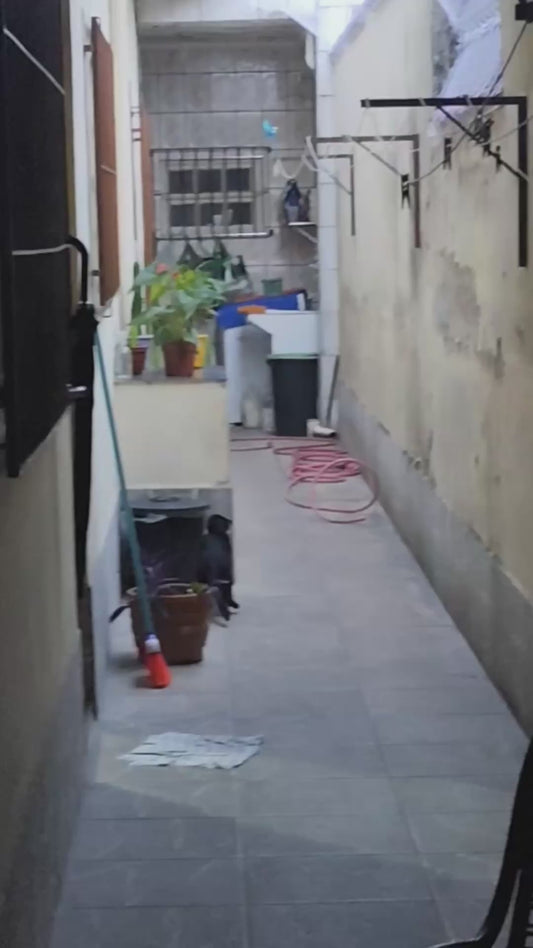 Cat Does Parkour to Escape Netted Roof