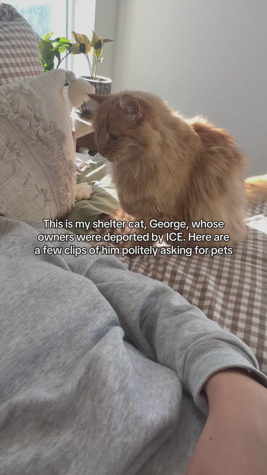 Shelter Cat, Whose Owners Were Deported, Loves Asking for Pets