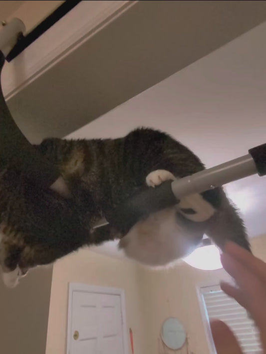 Owner Hilariously Uses Cat's Dangling Belly as Boxing Speed Bag