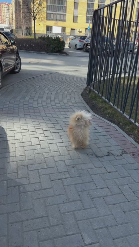 Pomeranian Has Bizarre Way of Urinating