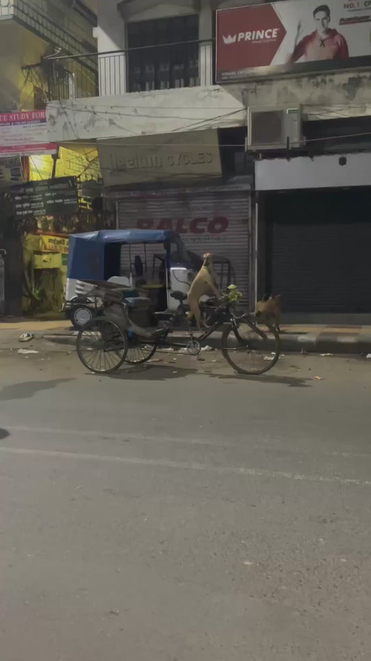 Dog Patiently Waits on Bicycle for His Best Friend to Return