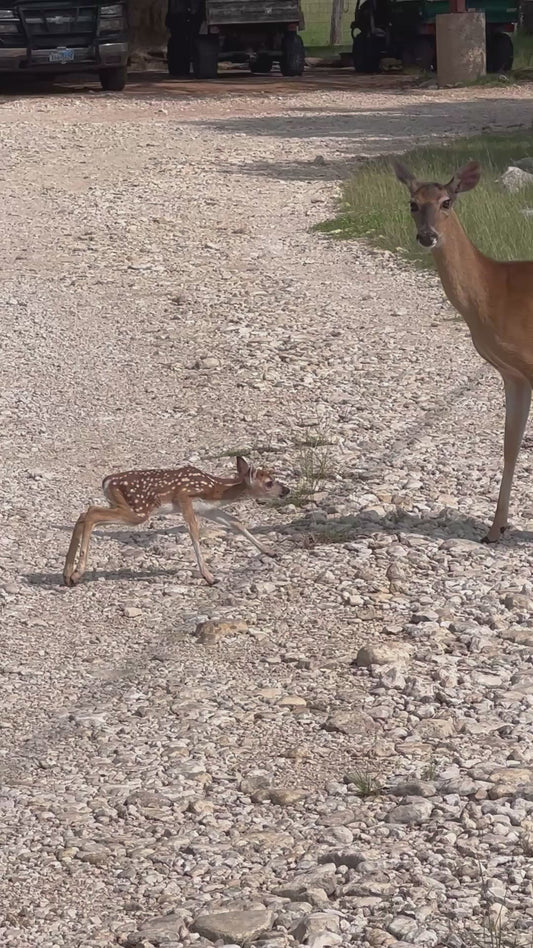 Mother Deer Stomps at Cameraman