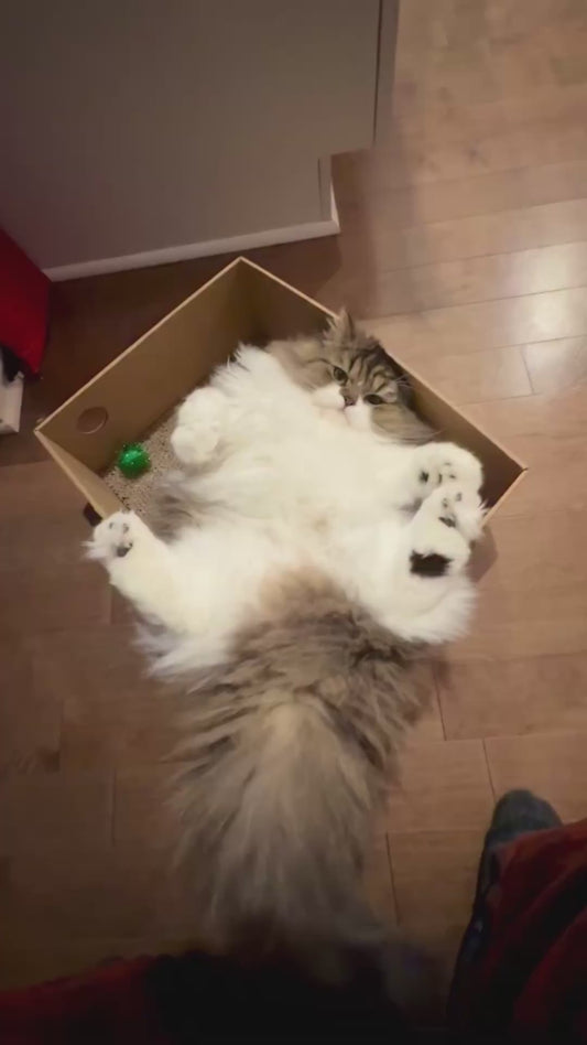 Fluffy Cat Sits in His Favourite Box