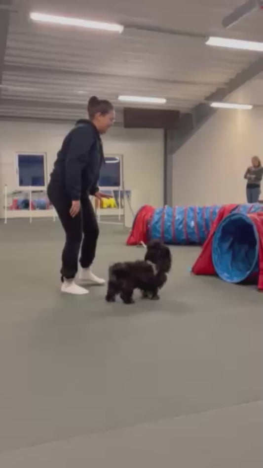 Dog Fails to Follow Trainer's Instructions