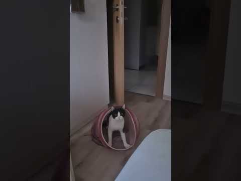 Cat Hides Inside Laundry Basket and Jumpscares Owner