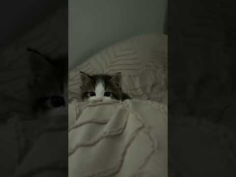 Small Kitten Attempts to 'Attack' His Owner