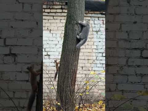 Cat Tries to Catch Squirrel That Keeps Moving Just Out of Reach
