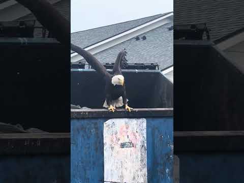 Bald Eagle Spotted Scavenging in a Dumpster