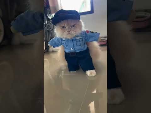 Owner Dresses Her Cat Up in Hilarious Police Officer Costume