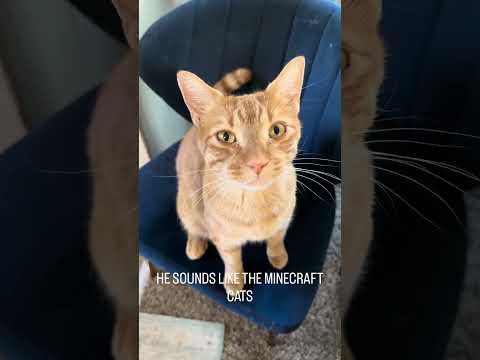 Cat Named Cinnamon Sounds Just Like the Cats From Minecraft