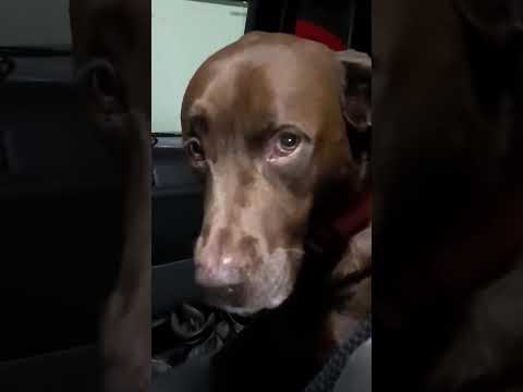 Man Comforts His Dog After He Threw Up in His Truck