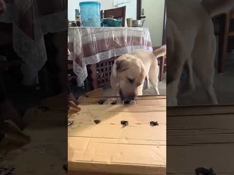 Labrador Gets Frustrated After Losing 'Whack-a-Mole'