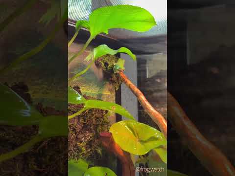 Pet Frog Has Funny Reaction to Being Sprayed with Water