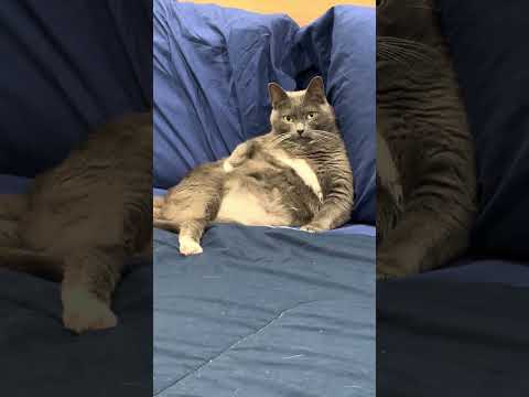 Cat Hilariously Lounges on Owner's Son's Bed