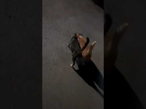 Two Inseparable Cats Walk Side by Side While Cuddling Each Other