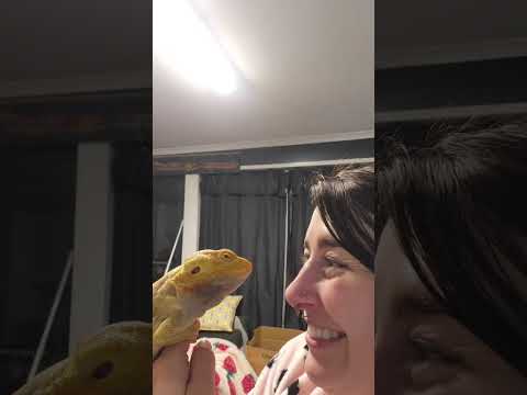 Bearded Dragon Loves Receiving Kisses From His Owner