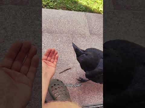 Man Trains His Rescued Pet Raven to Fetch