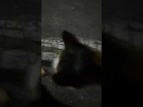 Neighborhood Cat Shows Affection