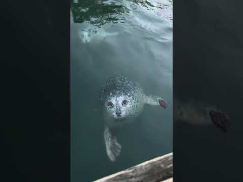 Seals Appear to Signal Woman Into the Water