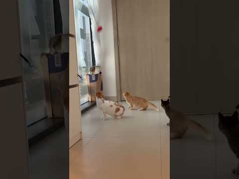 Cats Have Funny, Confused Reaction After Balloon Deflates