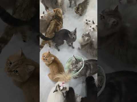 Cat Café Worker's POV During Feeding Time