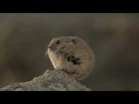 Chubby Pika Listens to His Brother Squeak as the Sun Rises