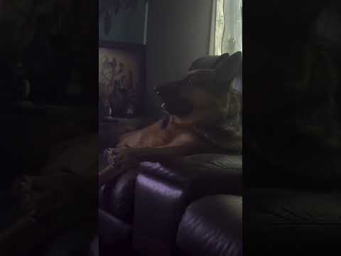 Dog Chills on the Couch, Watching TV