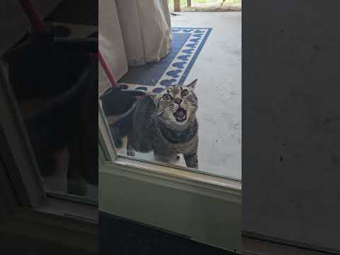 Cat Screams at His Owner to Let Him Inside