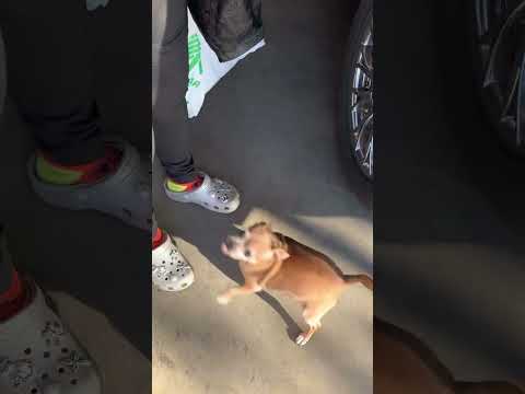 Chihuahua Screams with Excitement When His Owner Gets Home