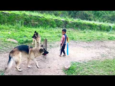 Dogs Play as Fielders in Game of Cricket
