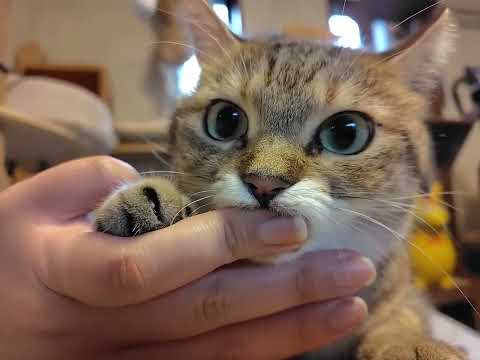Kitten Gently Nibbles on Owner's Finger