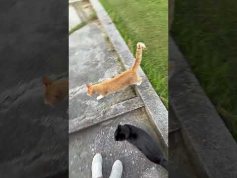 Barn Cats Are Trained to Come When Their Owner Calls
